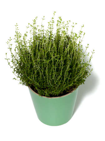 thyme in pot isolated on whiteの写真素材