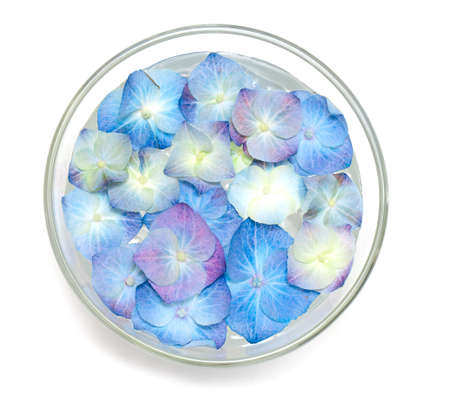 blue hydrangea flowers in a glass bowl fulled with water isolated on white
