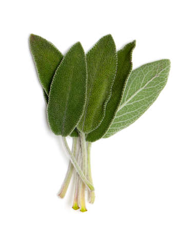 sage isolated on white backgroundの写真素材