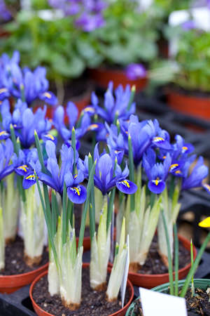 iris flowersの写真素材