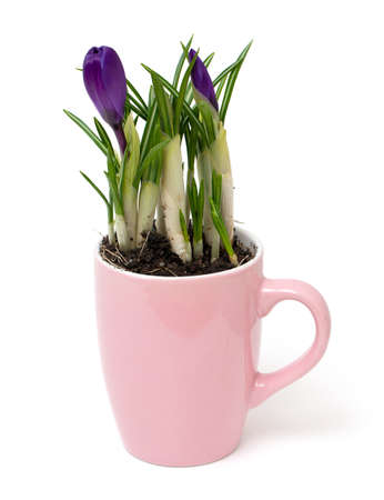 crocus flowers isolated on white backgroundの写真素材