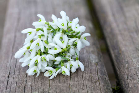 snowdrops on wooden surfaceの写真素材