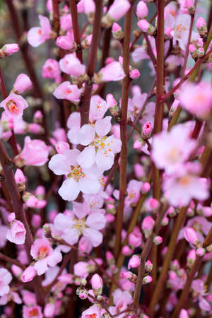 cherry blossomsの写真素材