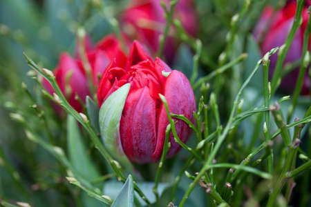 pink tulips