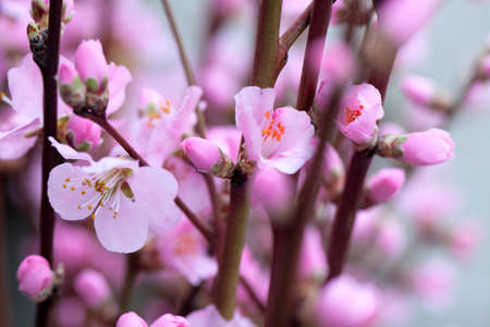 cherry blossomsの写真素材