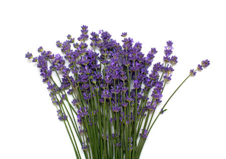 bunch of lavender isolated on white backgroundの写真素材