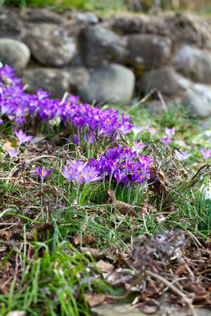 growing crocus flowers in early spring