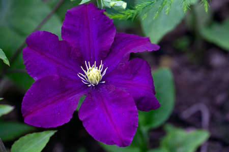 dark purple clematis flower in garden