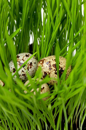 quail eggs on a green grass