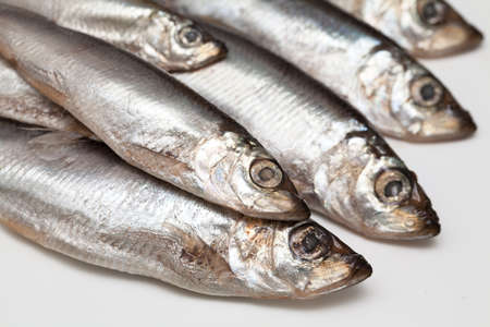 sprat fish isolated on white background