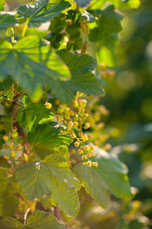 growing black currants
