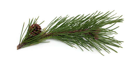 pine branch and cones isolated on white background