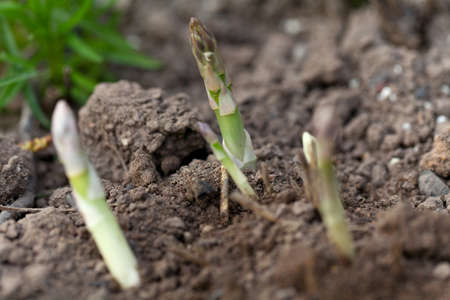 growing asparagus