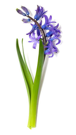 blue hyacinth isolated on white backgroundの写真素材