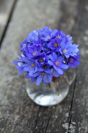 liverwort flowers on wooden tableの写真素材