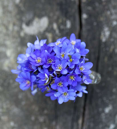 liverwort flowers on wooden tableの写真素材