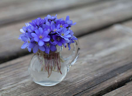 liverwort flowers on wooden tableの写真素材