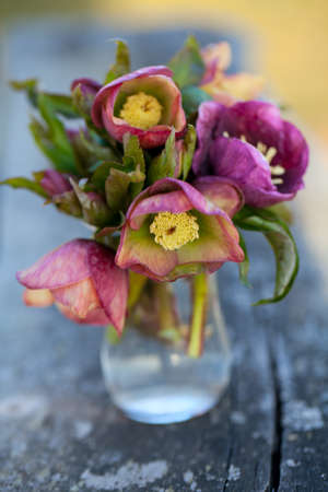 Helleborus flowersの写真素材