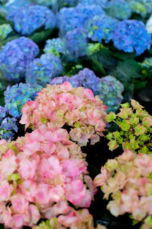 hydrangeaの写真素材