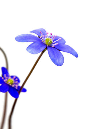 hepatica nobilis isolated on white backgroundの写真素材