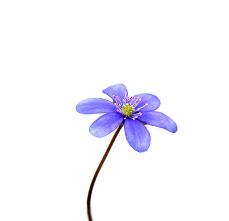 hepatica nobilis isolated on white backgroundの写真素材