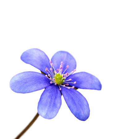 hepatica nobilis isolated on white backgroundの写真素材