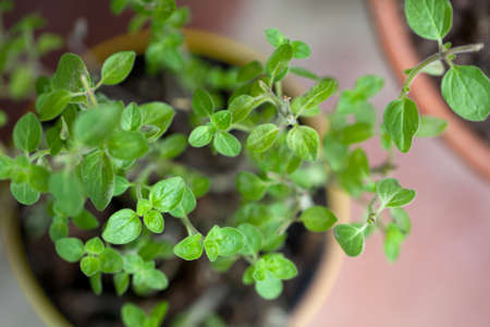 marjoram growing in potの写真素材