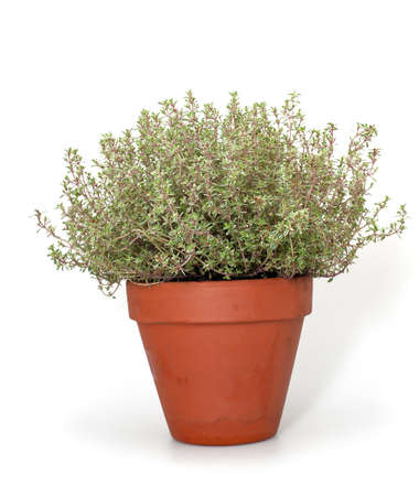 thyme in clay pot isolated on white background