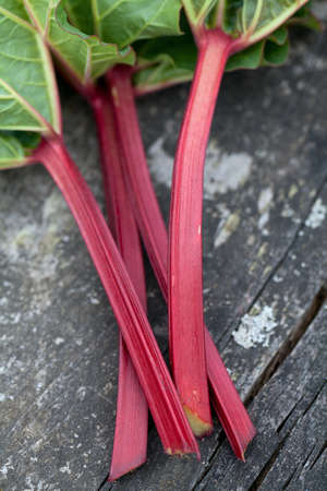 rhubarb on wooden surfaceの写真素材