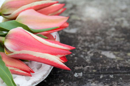 tulips on wooden backgound