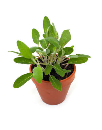 sage in clay pot isolated on white backgroundの写真素材