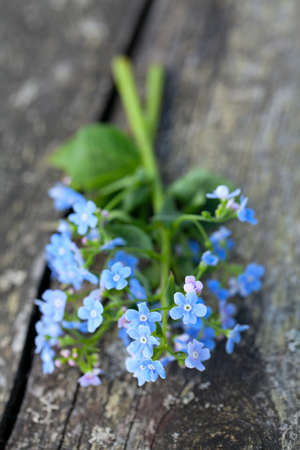 forget-me-not flowers on wooden surfaceの写真素材