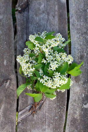 blossom of bird cherry on garden table