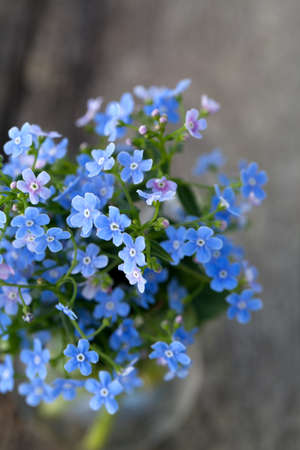 forget-me-not flowers on wooden surfaceの写真素材