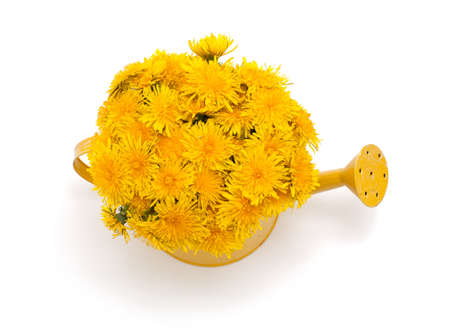 dandelions in a watering can isolated on white backgroundの写真素材
