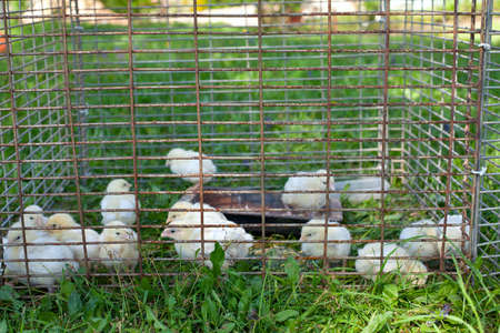 chicken babies in cage on grassの写真素材