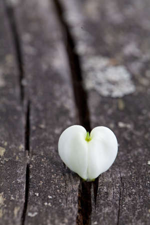 heart-shaped flowers on wooden surfaceの写真素材