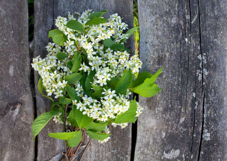 blossom of bird cherry on garden table
