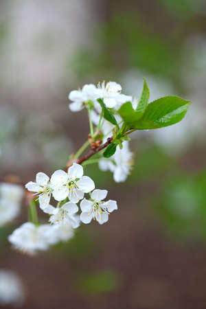 sweet cherry blossoms