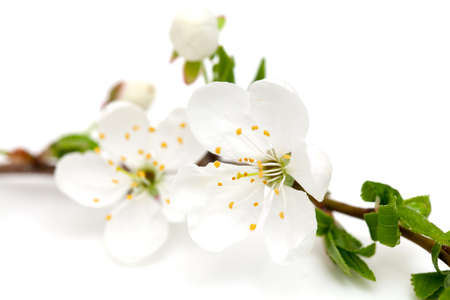 spring blossoms over white