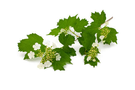 guelder rose,  Viburnum isolated on white background