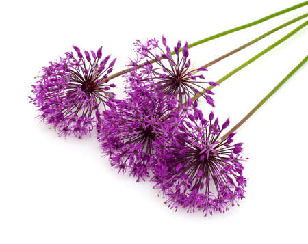 allium flowers iaolated on whiteの写真素材