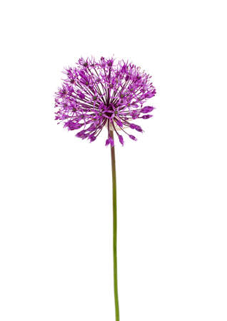 allium flowers iaolated on whiteの写真素材