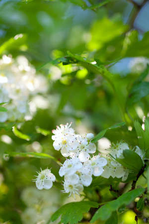 Hawthorn blossomの写真素材