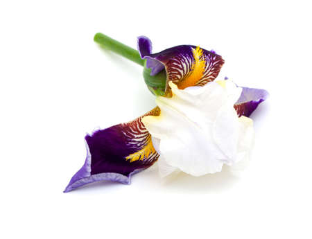 violet and brown iris flower over whiteの写真素材