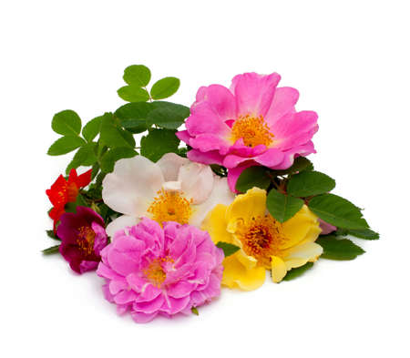 wild roses isolated on white backgroundの写真素材