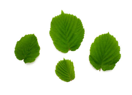 leafs of linden isolated on white backgroundの写真素材