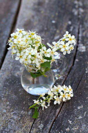 blossom of bird cherry on garden tableの写真素材