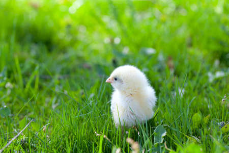 fluffy chicks on grassの写真素材