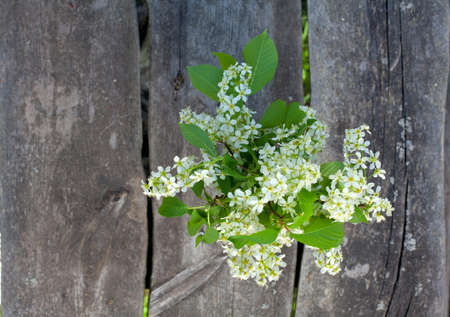 blossom of bird cherry on garden table